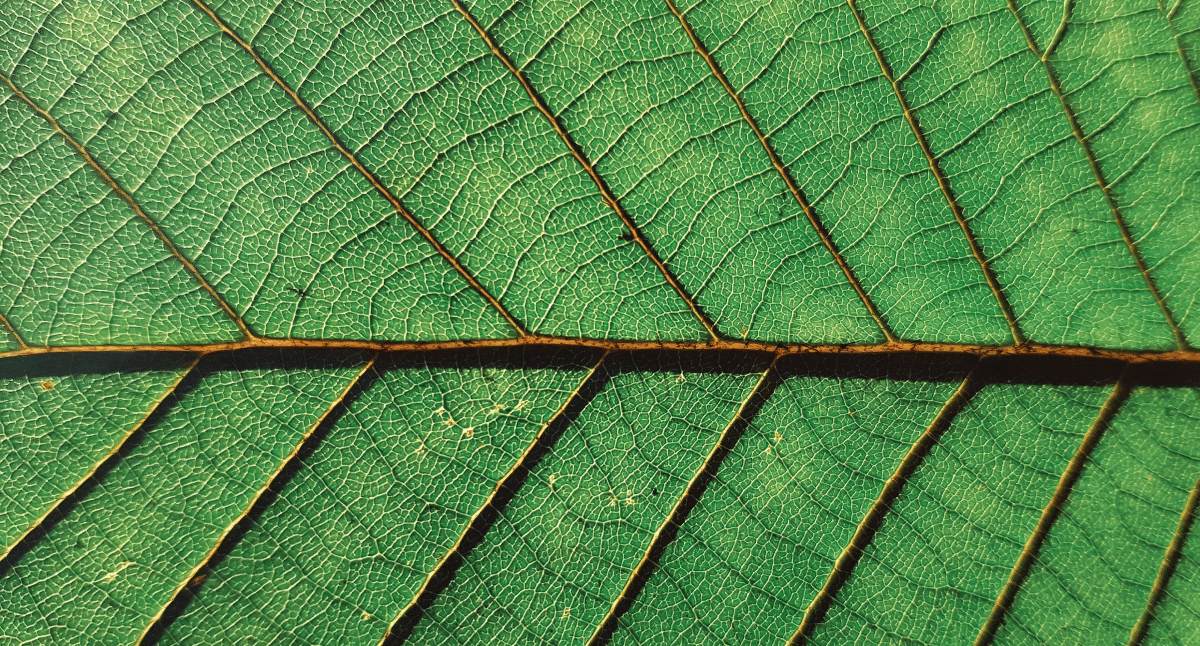 How to Reduce Your Website Carbon Footprint With SEO