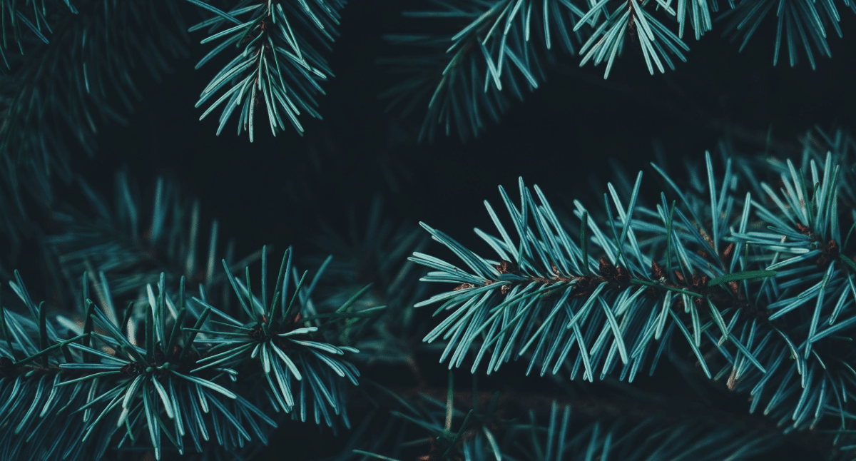 the Art of Creating Evergreen Content